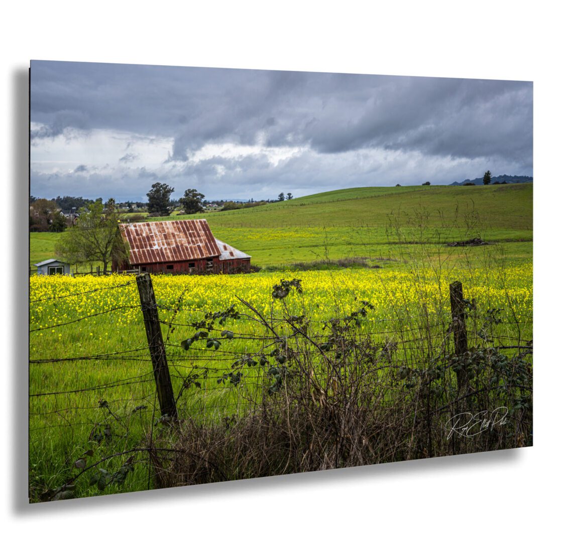 Fine art print of a weathered red barn in Sonoma County, California, surrounded by yellow mustard fields under dramatic storm clouds and green spring hills—classic rural landscape.