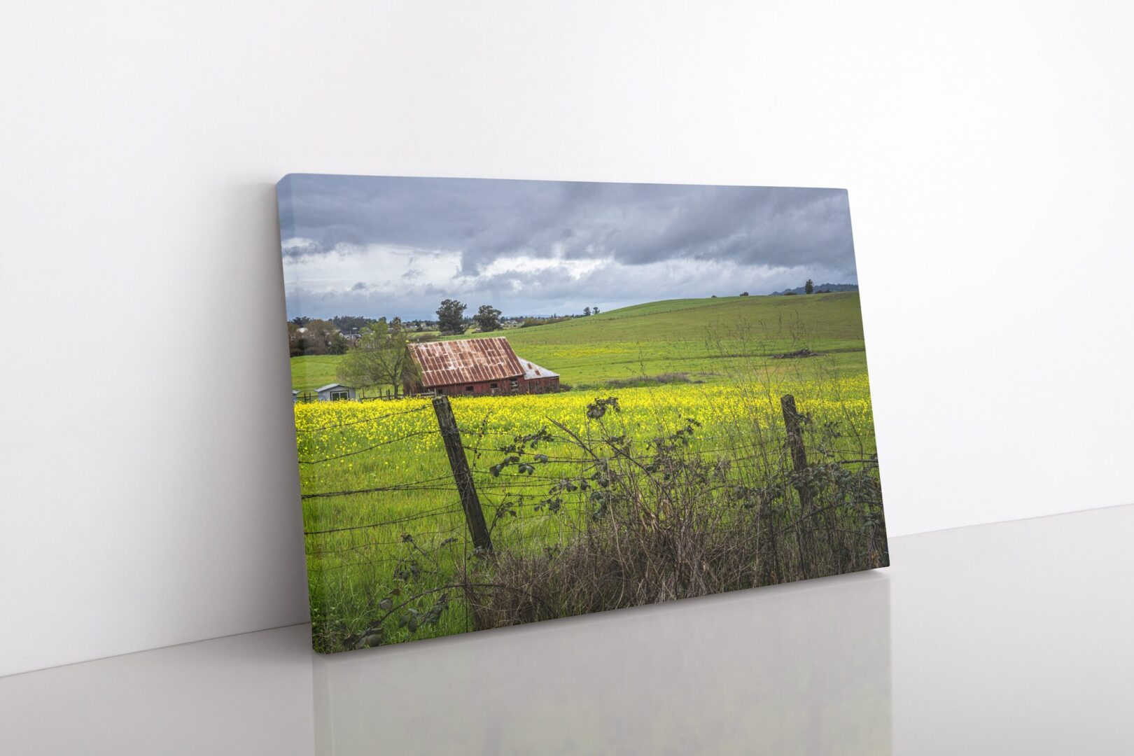 Red barn in a blooming mustard field under stormy skies near Petaluma, California. Vibrant yellow flowers contrast with rolling green hills and moody clouds.