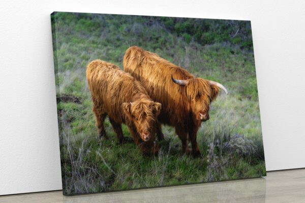 Two brown cows standing in a grassy field.