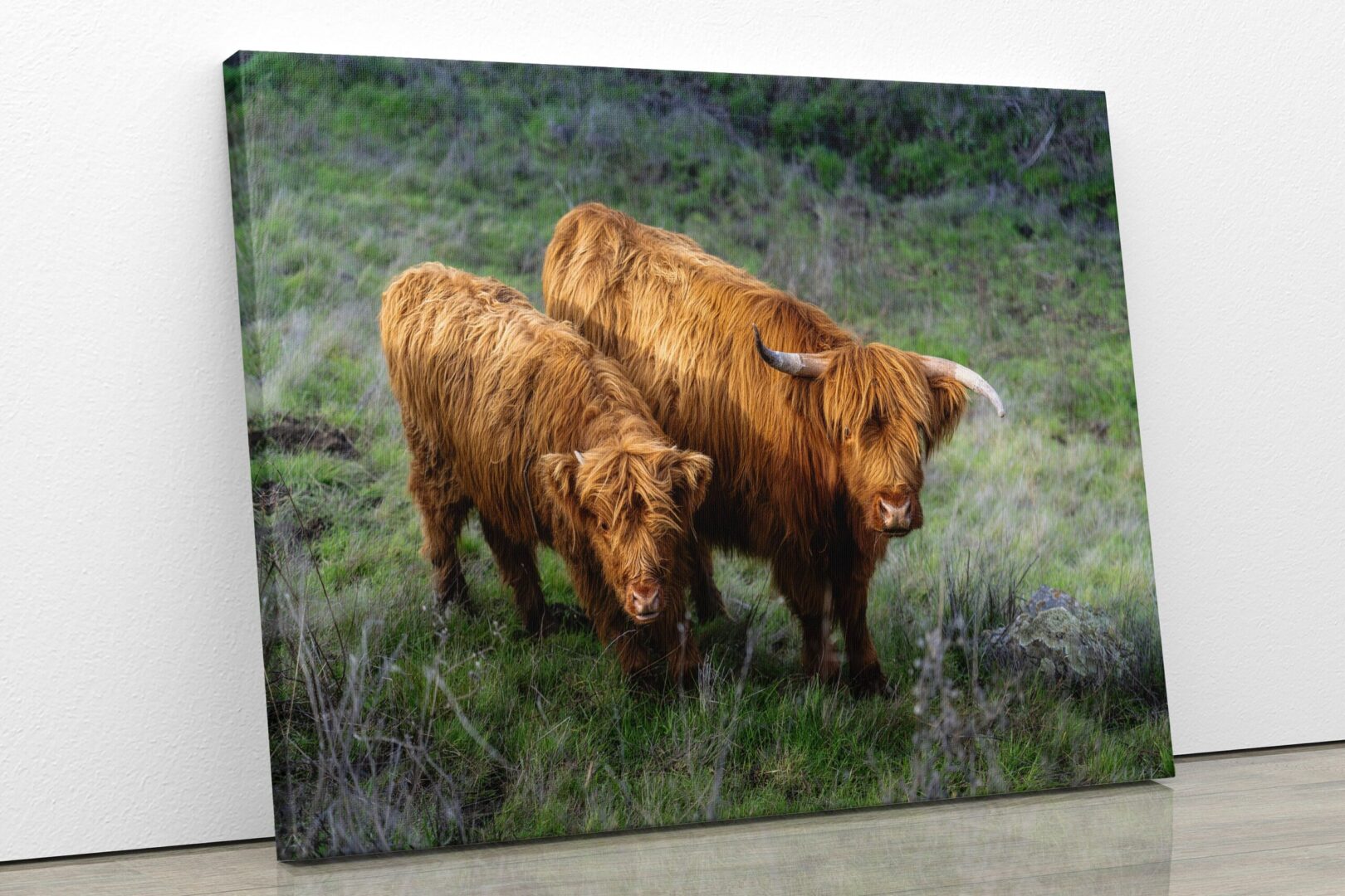 Two brown cows standing in a grassy field.