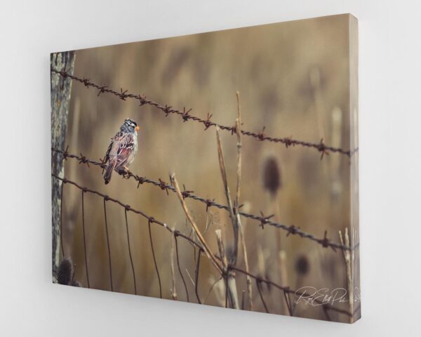 A bird sitting on top of a barbed wire fence.
