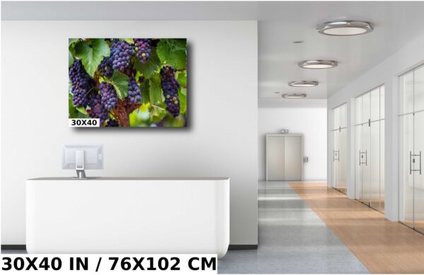A large picture of grapes hanging on the wall