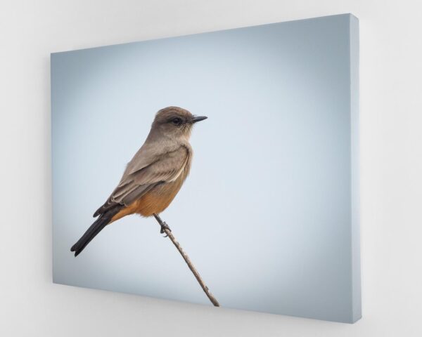 A bird sitting on top of a branch.