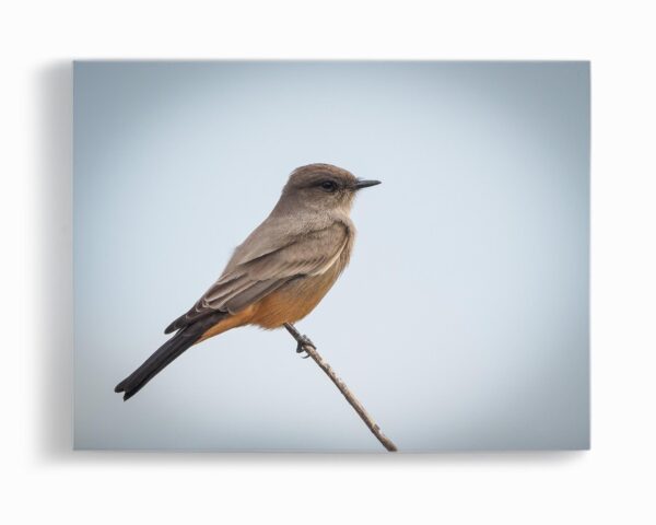 A bird sitting on top of a branch.