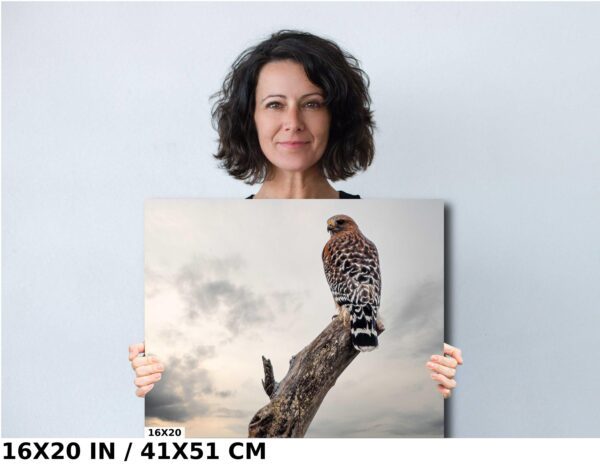 A woman holding up an image of a hawk on a tree branch.