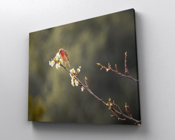 A close up of the flower on a branch