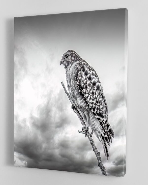 A black and white photo of a hawk perched on a branch.