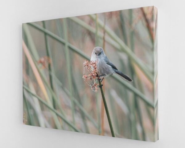 A bird sitting on top of a plant.