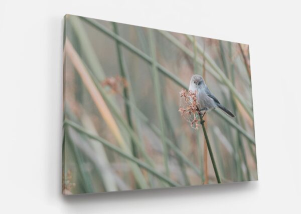 A bird sitting on top of a plant stem.