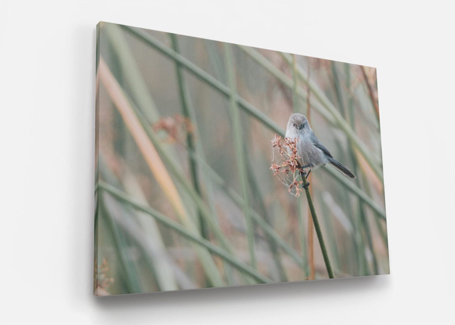 A bird sitting on top of a plant stem.