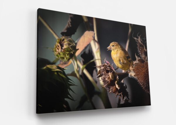 A yellow bird sitting on top of a tree branch.