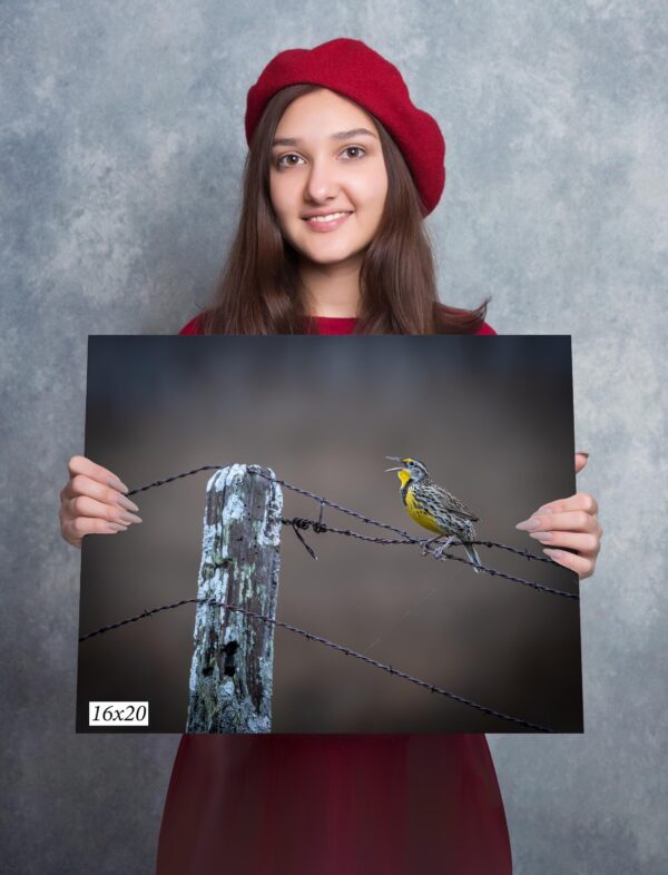 A girl holding up a picture of a bird on a wire.