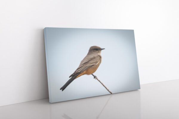 A bird sitting on top of a branch.
