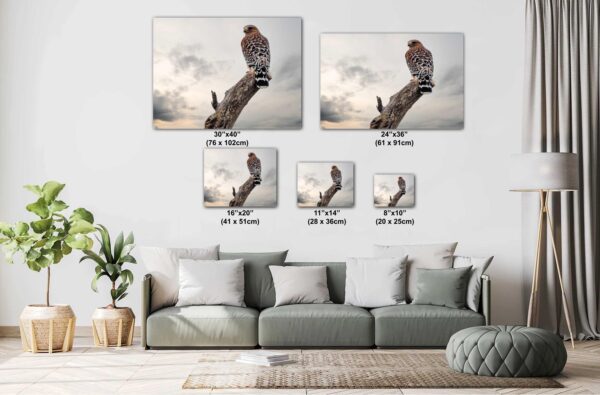 A living room with couch and pillows, and two pictures of birds.