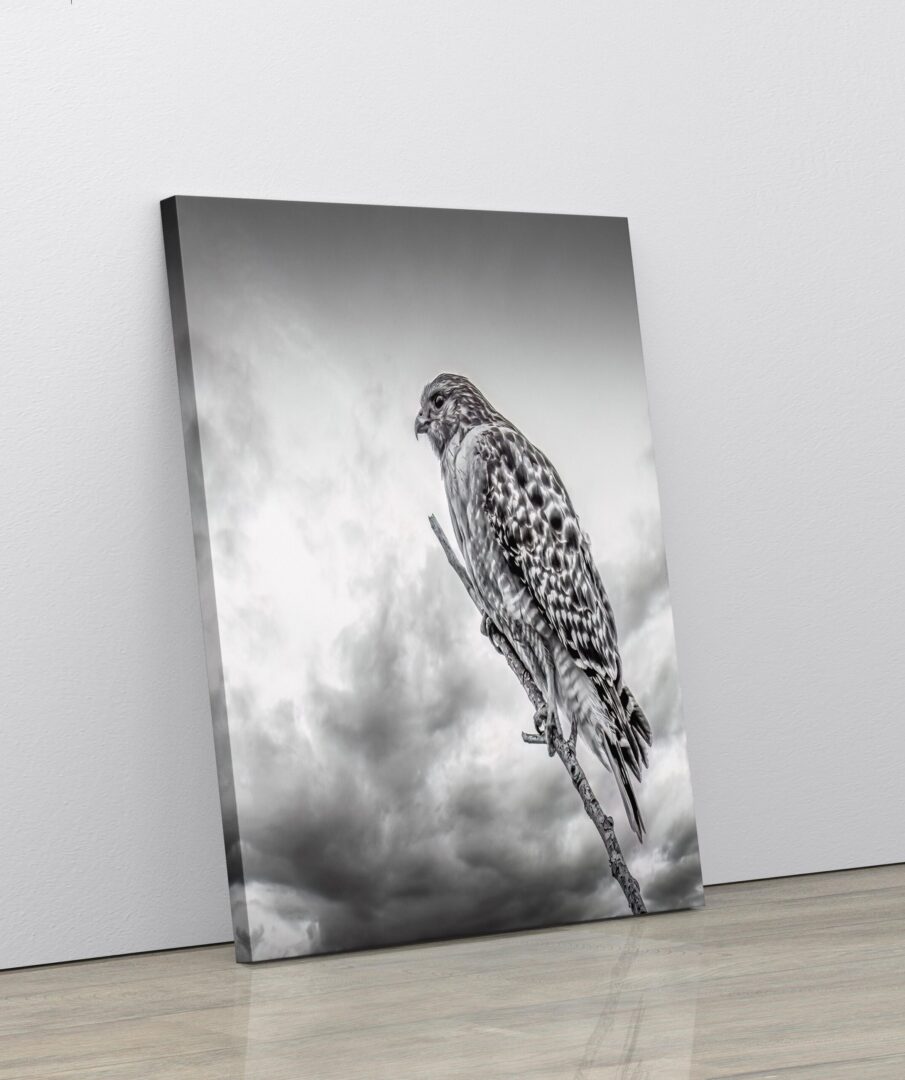 A black and white photo of a bird on a branch.