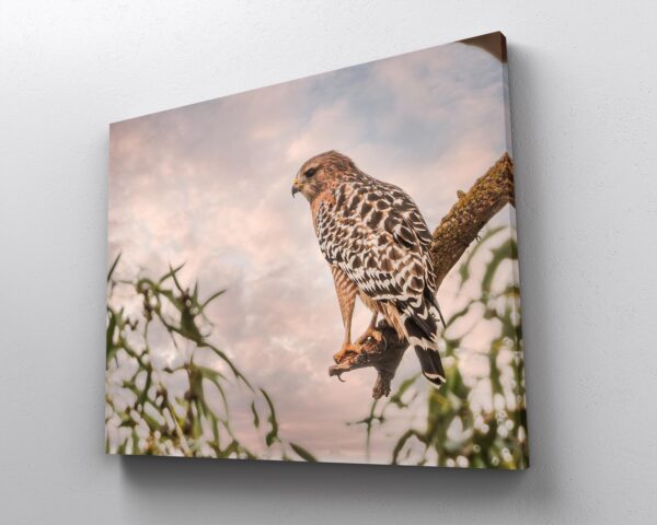 A hawk sitting on the branch of a tree.