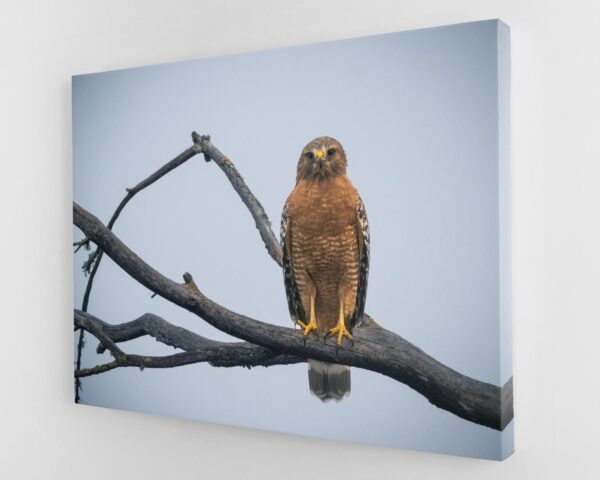 A bird sitting on top of a tree branch.