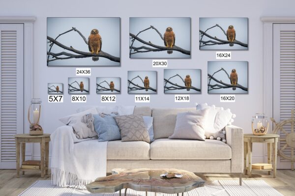 A couch with many different pictures of birds on it