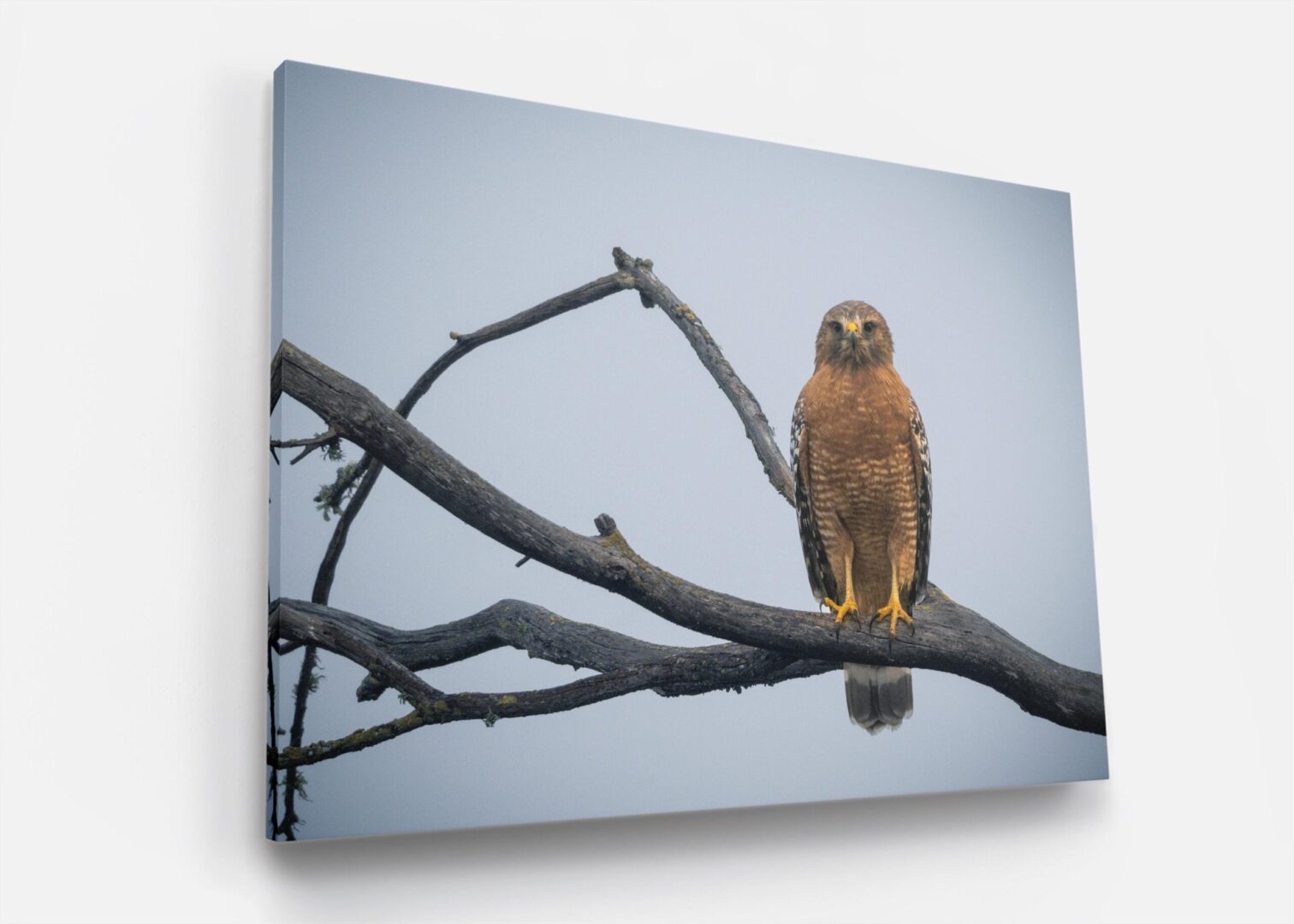 A bird sitting on top of a tree branch.