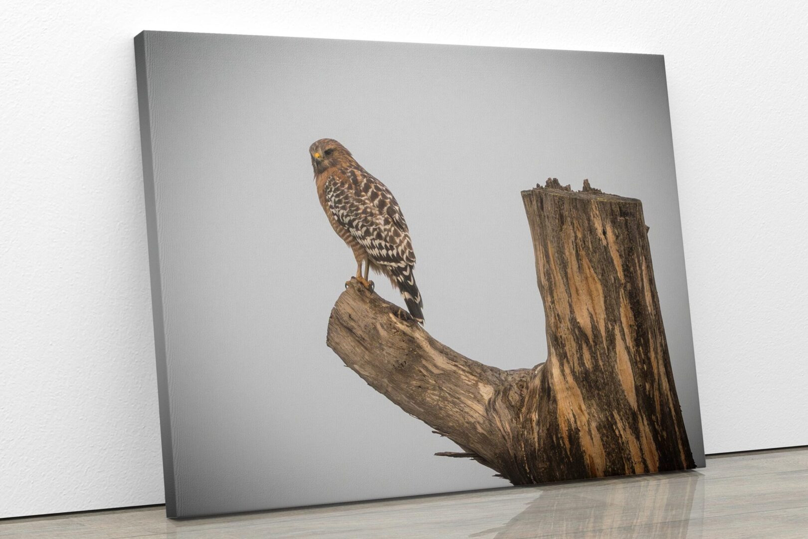 A bird sitting on top of a tree branch.