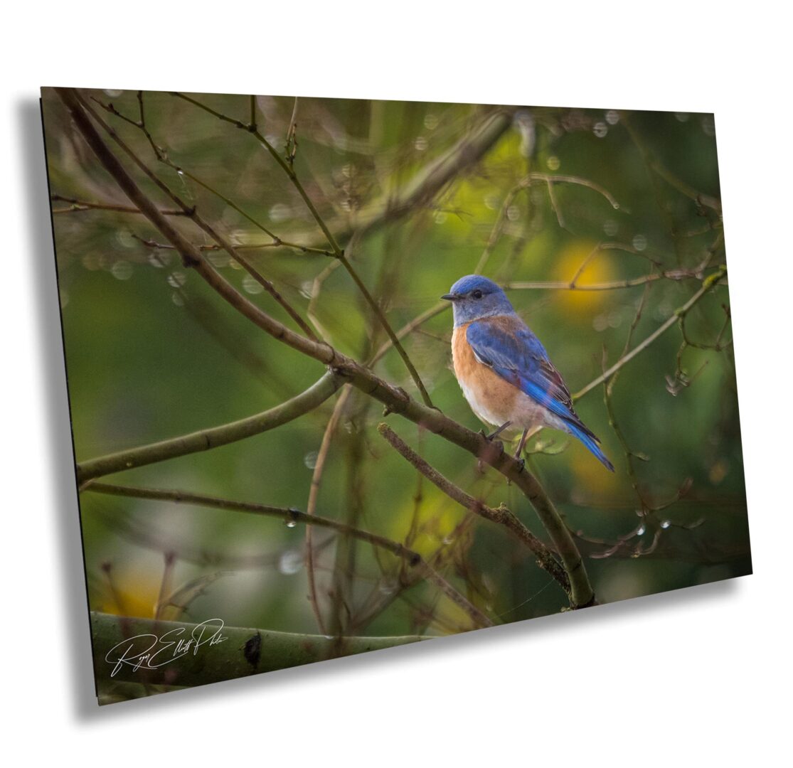 A blue bird sitting on top of a tree branch.