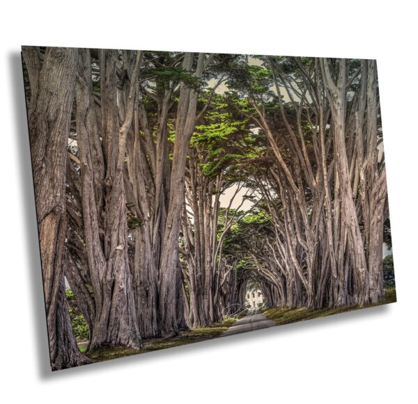 Cypress Tree Tunnel at Point Reyes National Seashore with historic radio station framed by towering Monterey cypress trees