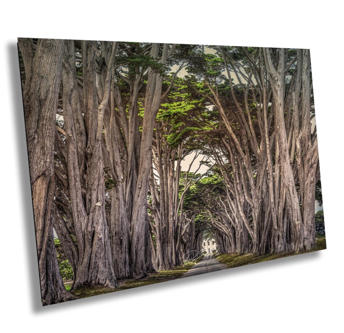 Cypress Tree Tunnel at Point Reyes National Seashore with historic radio station framed by towering Monterey cypress trees
