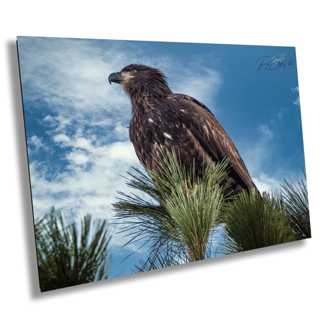 A hawk sitting on top of a tree branch.