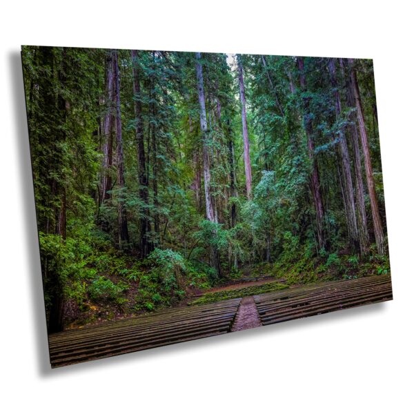 View of a wooden amphitheater in Armstrong Redwoods State Natural Reserve, surrounded by towering redwoods and lush green forest in Sonoma County.