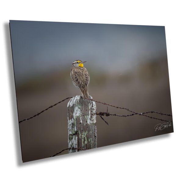 A bird sitting on top of a fence post.