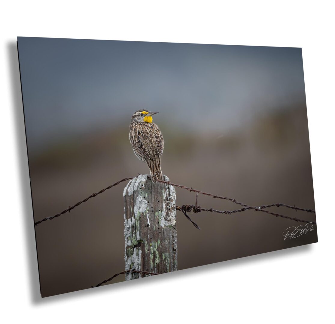 A bird sitting on top of a fence post.