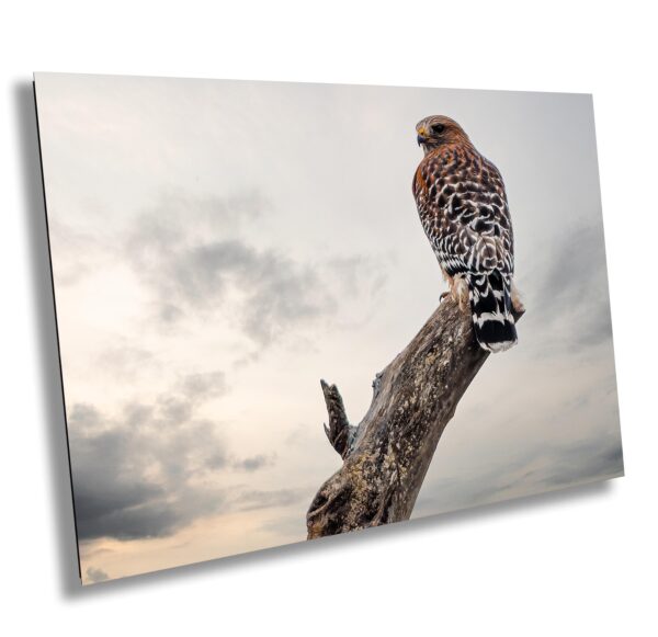 A bird of prey sitting on top of a tree branch.