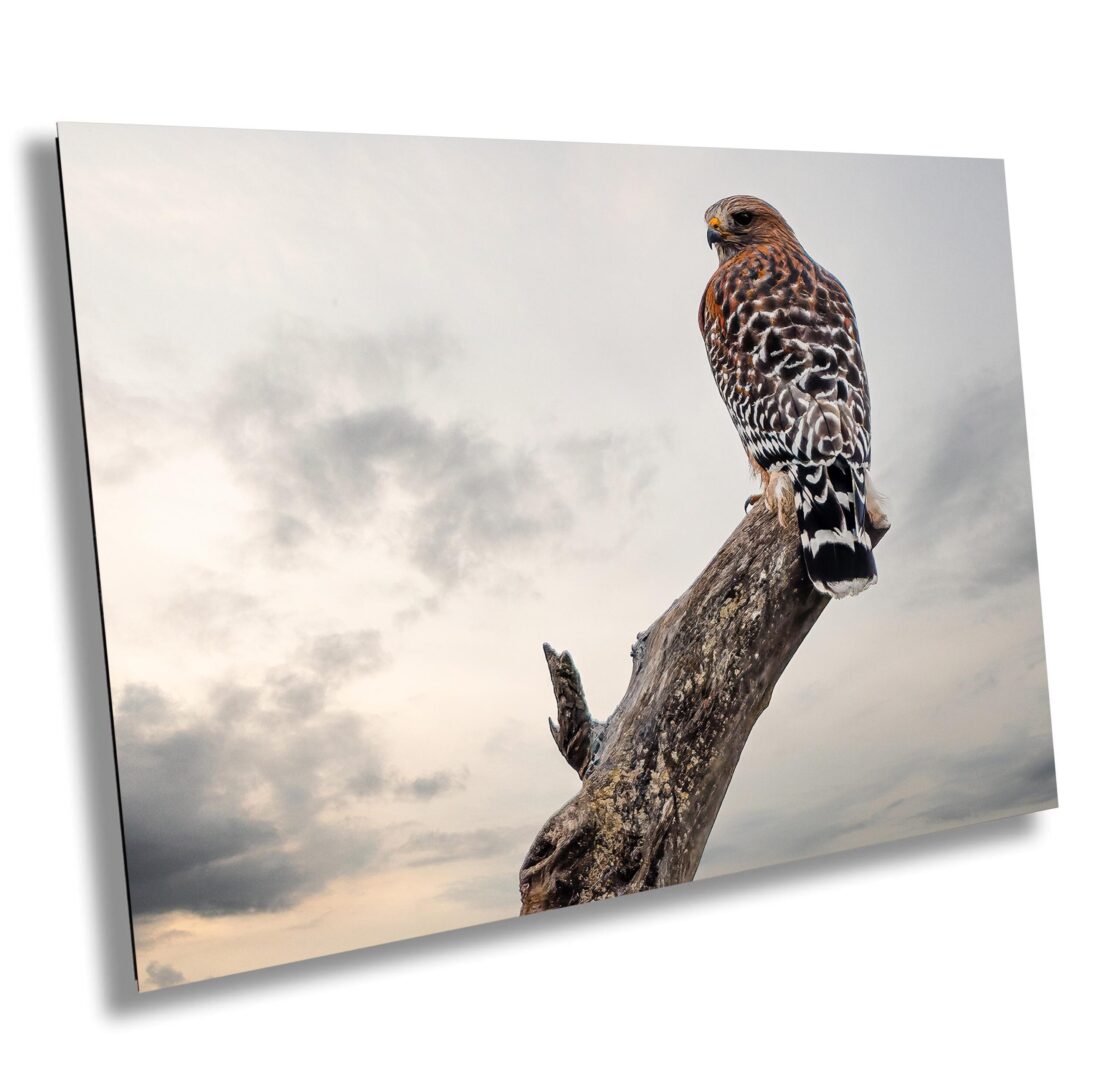 A bird of prey sitting on top of a tree branch.