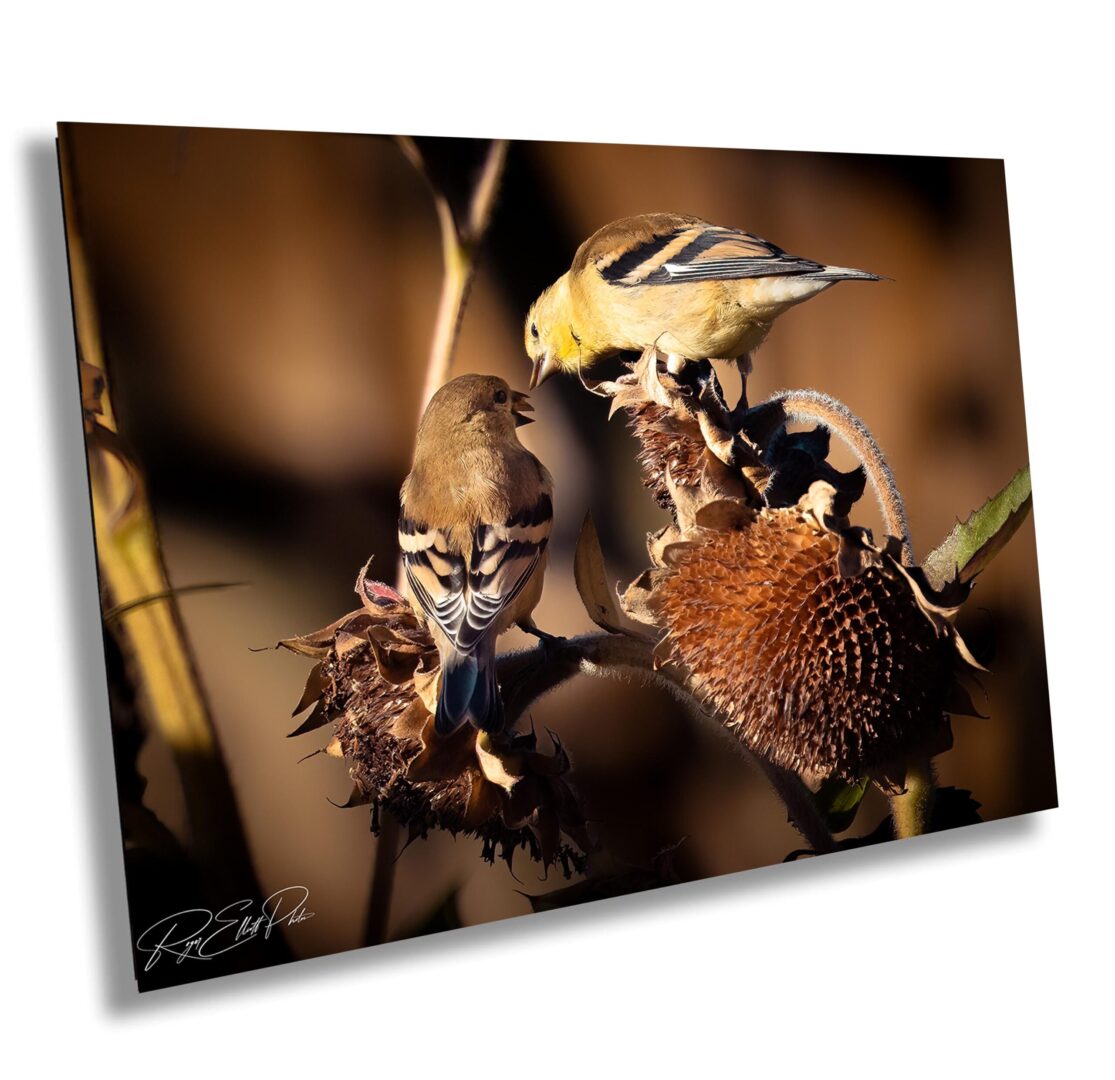 A bird sitting on top of a flower.