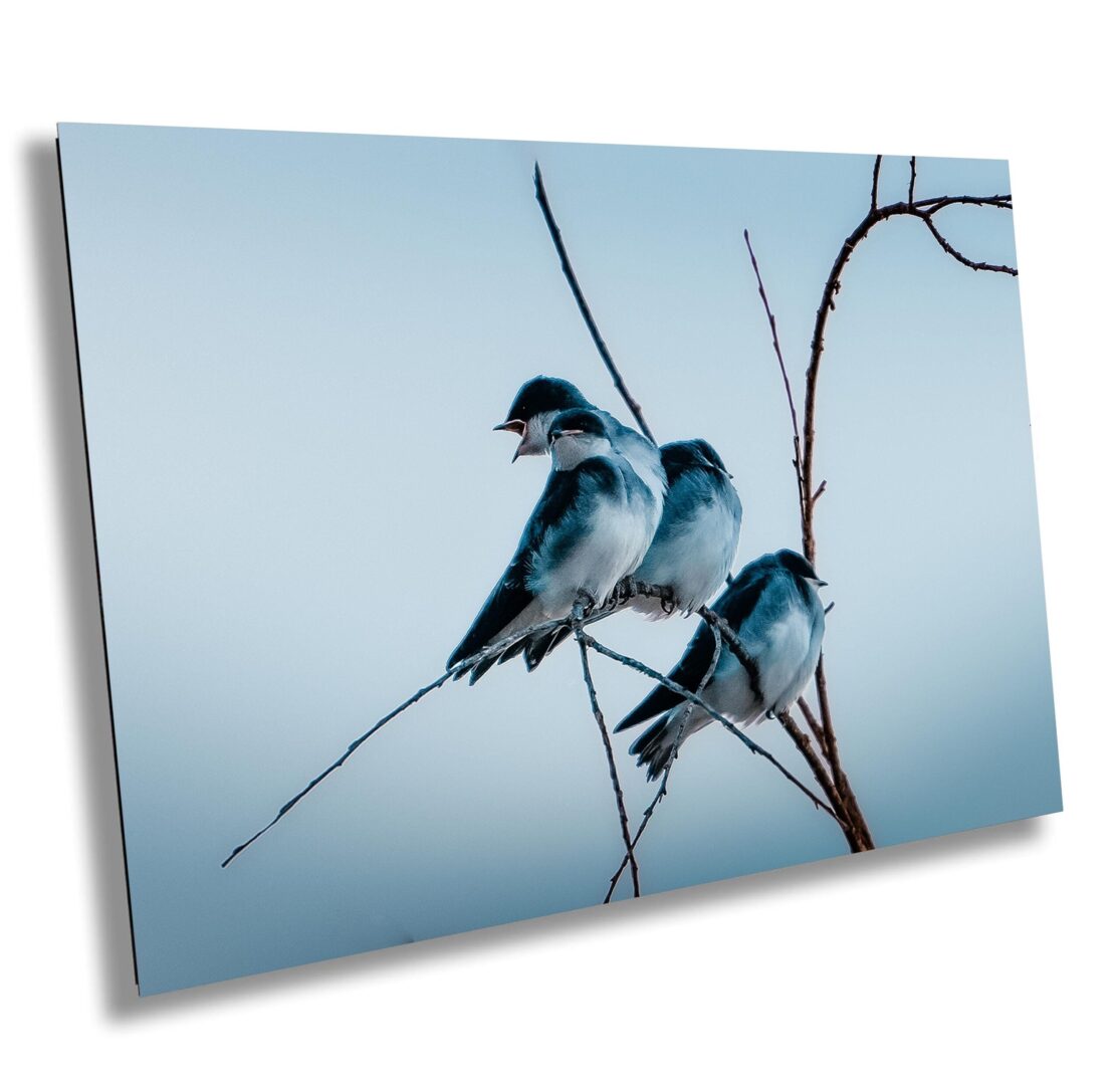 Three birds sitting on a branch of a tree