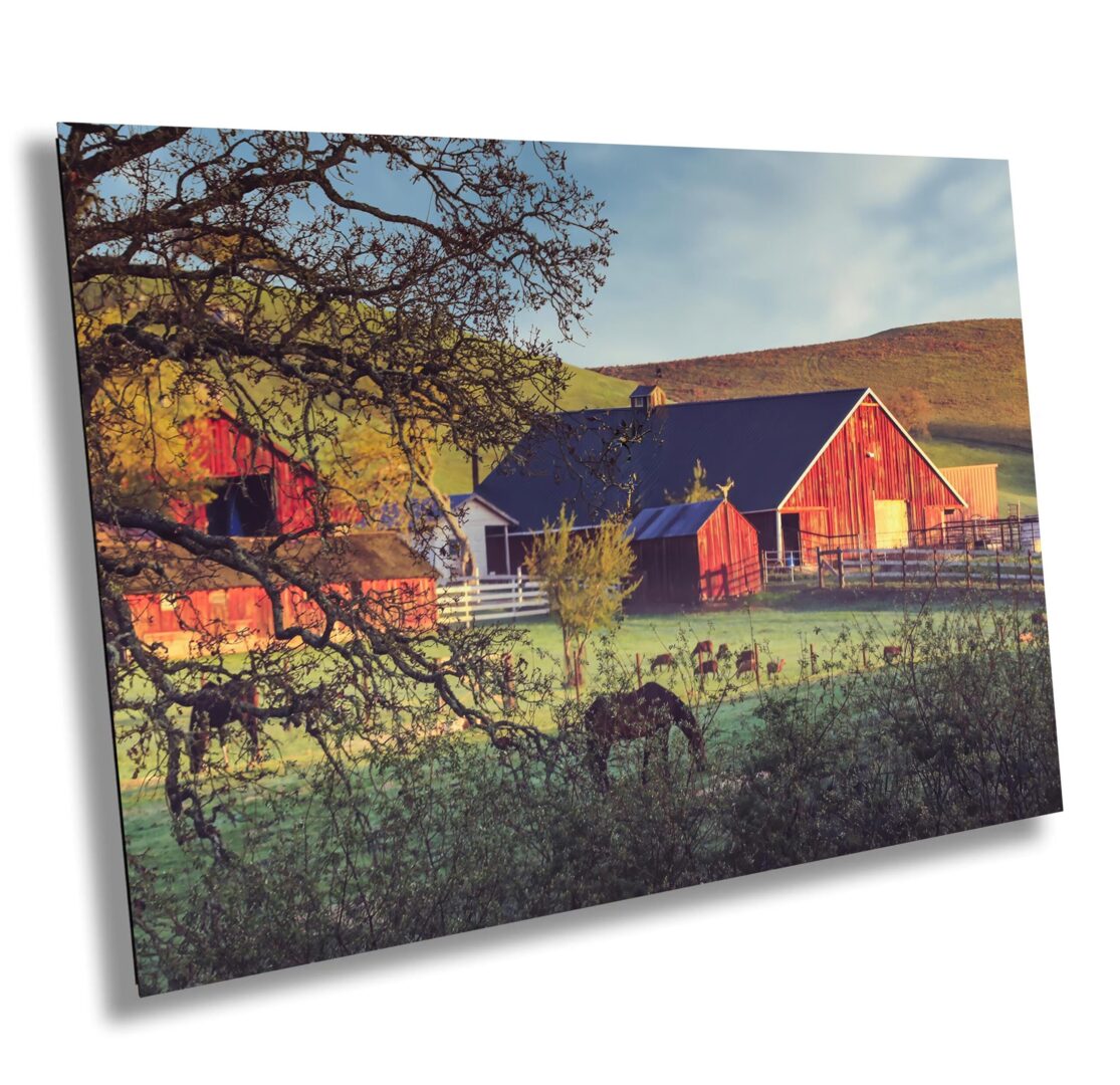 Red barns and grazing horses in Sonoma County, California, captured at sunrise. Framed by oak trees with golden light falling on pasture and hills.
