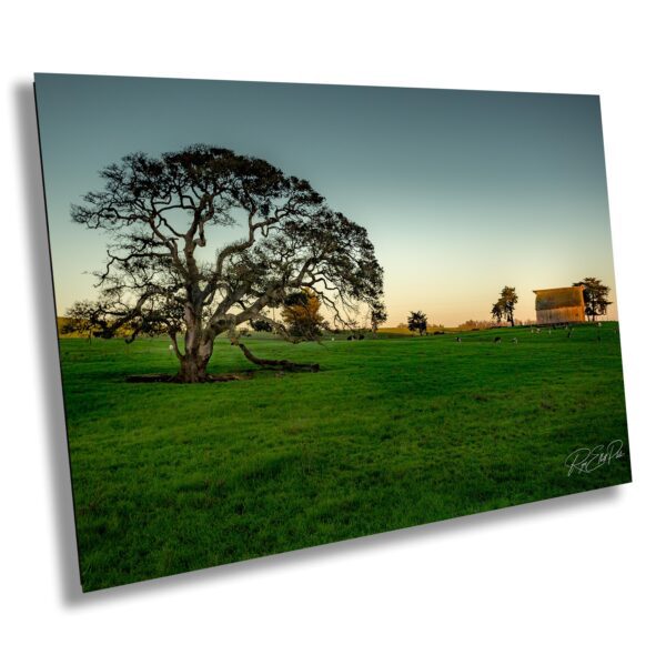 Solitary oak tree and weathered barn at sunset near Two Rock in Sonoma County. Grazing cows and green pasture fill the scene with rural charm and warmth.