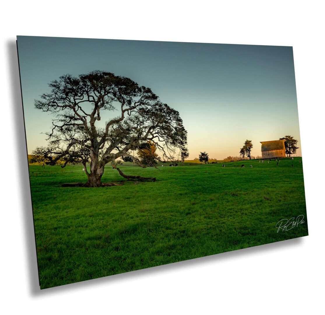 Solitary oak tree and weathered barn at sunset near Two Rock in Sonoma County. Grazing cows and green pasture fill the scene with rural charm and warmth.