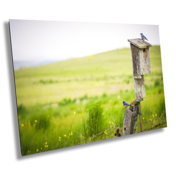 A bird sitting on top of a wooden post.