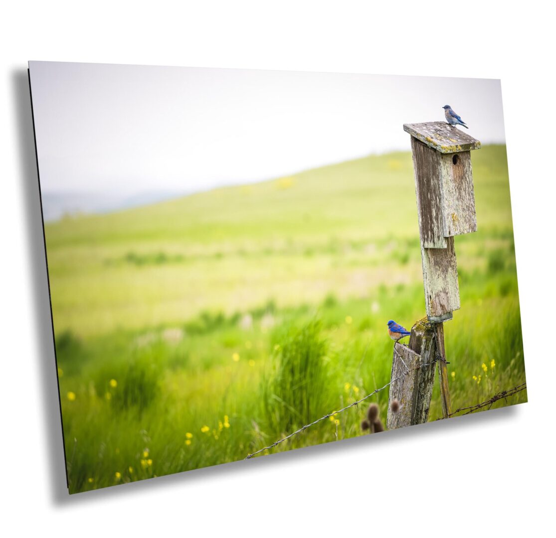 A bird sitting on top of a wooden post.