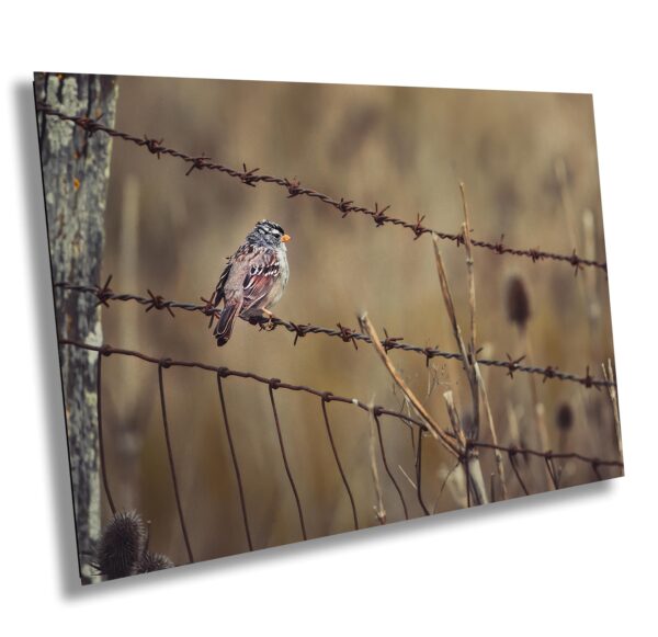 A bird sitting on top of barbed wire.