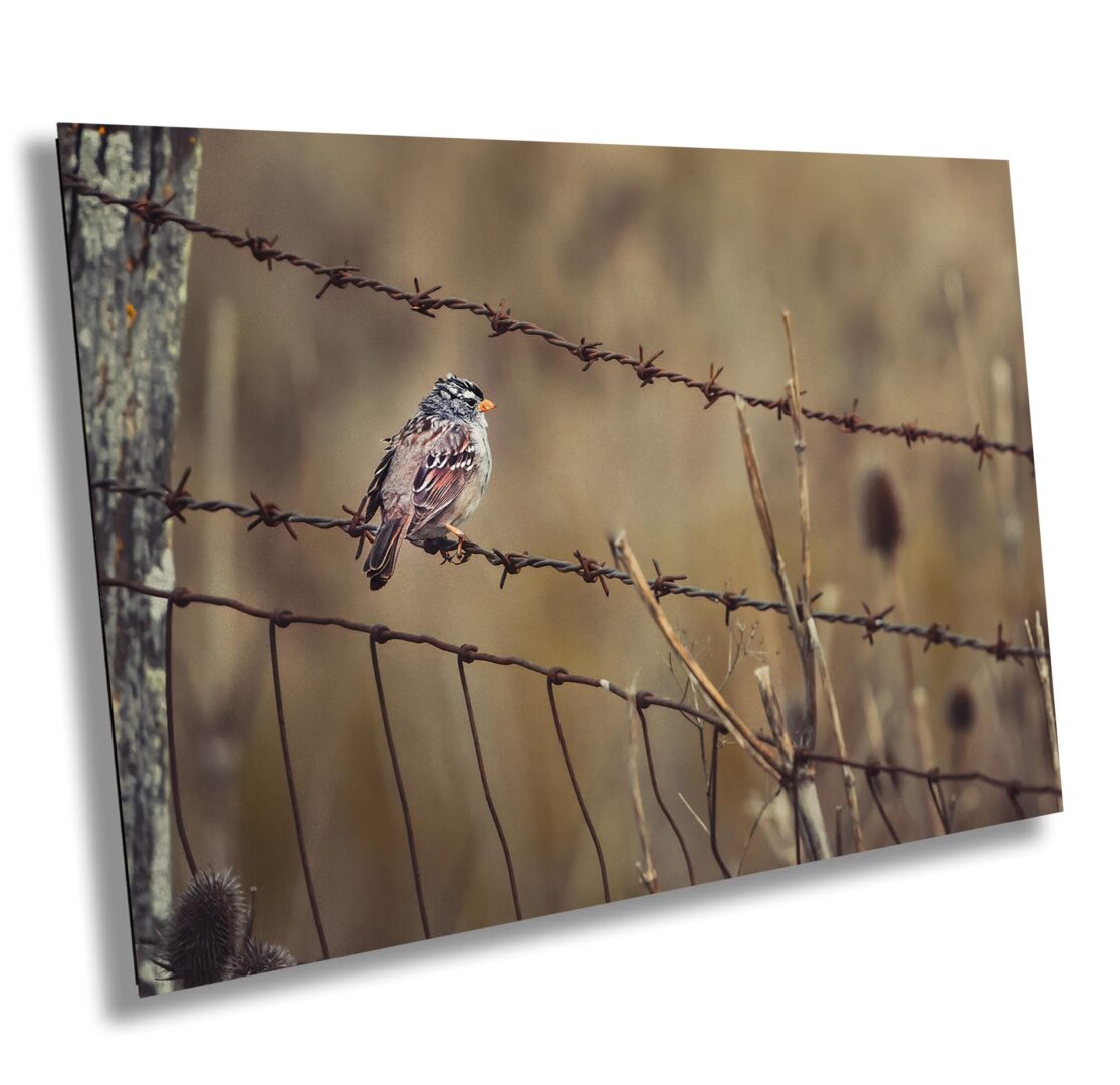 A bird sitting on top of barbed wire.