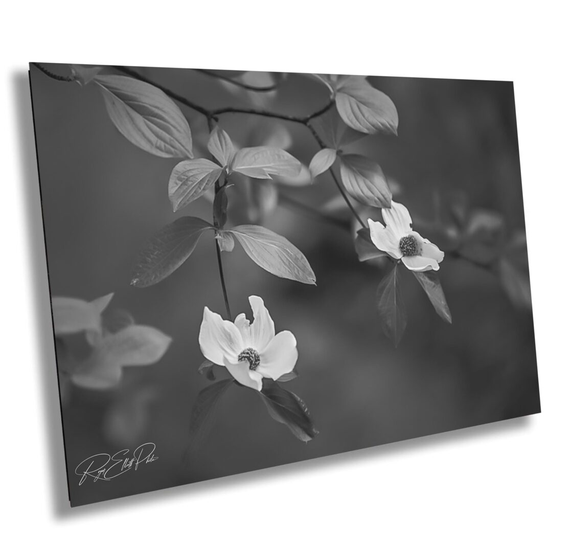 Black and white image of Pacific dogwood blossoms on a branch. Soft petals and leaves stand out against a dark, blurred background in a calm, elegant composition.