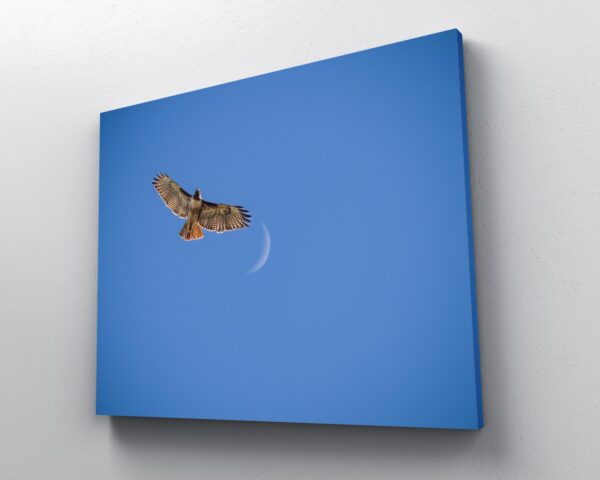 A picture of the moon and a butterfly flying in front of it.