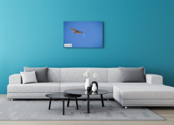 A living room with blue walls and a white couch