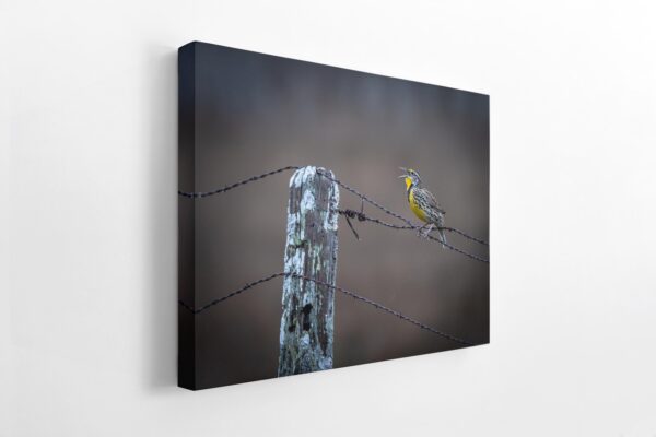 A bird sitting on top of a wire fence.