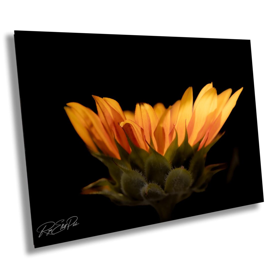 Close-up of sunflower petals glowing with warm morning light against a deep black background. A quiet, soft-focus floral image captured at dawn in natural light.