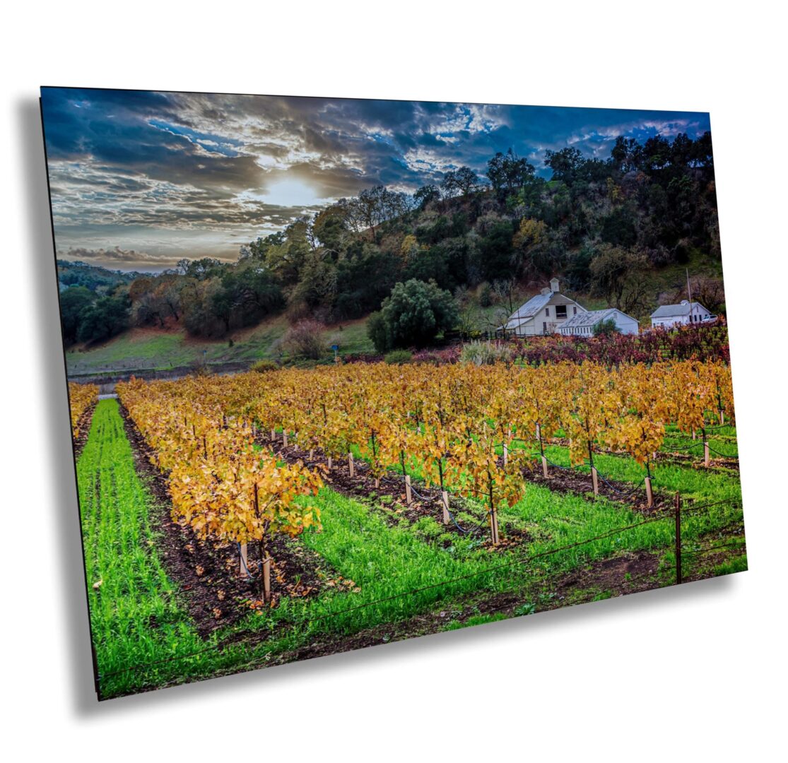 Fall morning at Pagani Ranch Vineyard with golden grapevines, historic farmhouse, and dramatic sky in Sonoma County, California