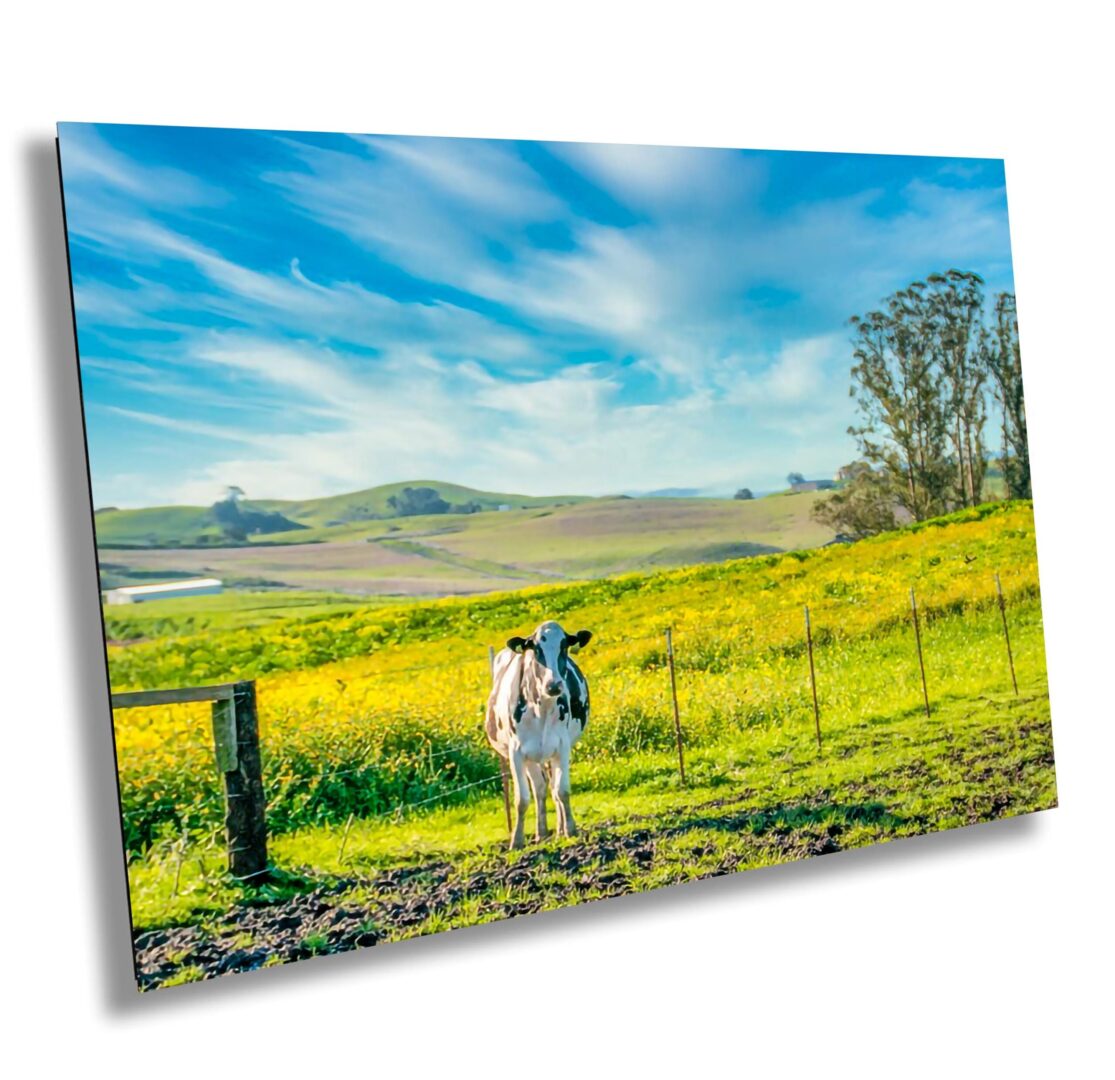 A cow standing in the middle of a field.