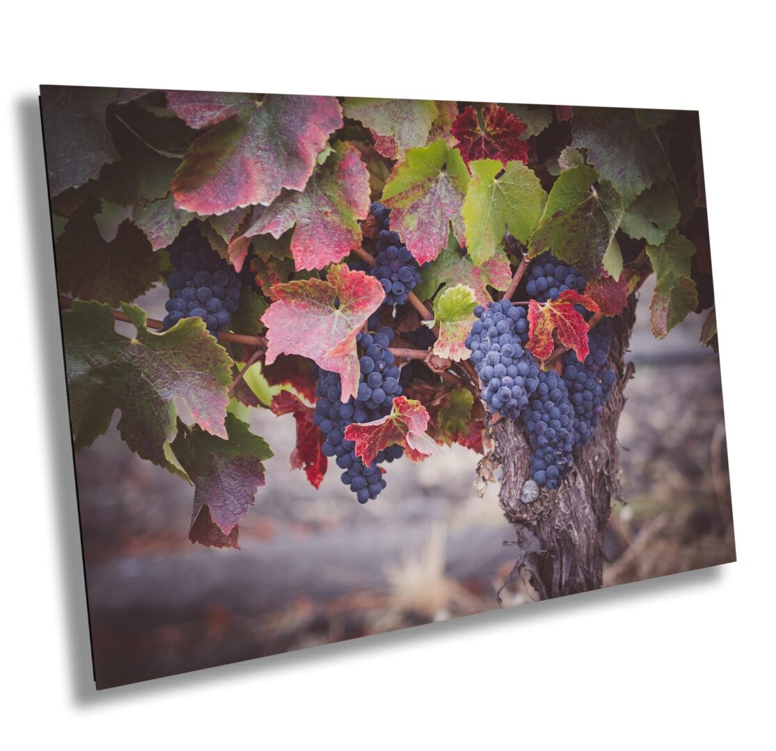 Old grapevine with dark purple grapes and red-tinged autumn leaves in a Sonoma County vineyard during late harvest season